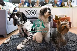 Crufts 2016