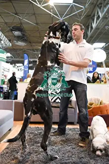 Crufts 2016