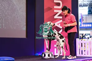 Crufts 2016
