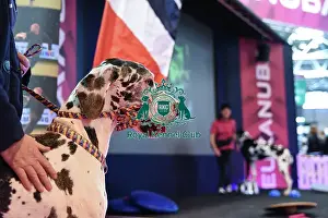 Crufts 2016
