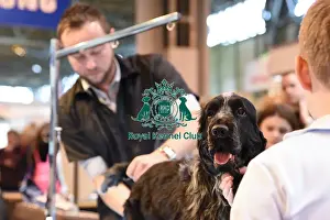 Crufts 2016