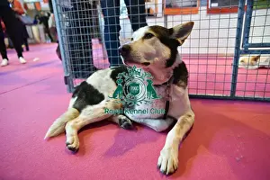 Crufts 2016