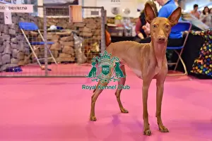 Crufts 2016
