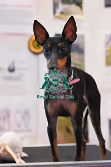 Crufts 2016