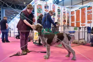Crufts 2016