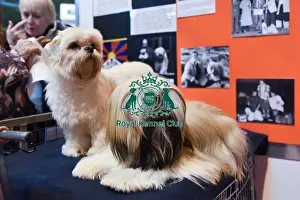 Crufts 2016