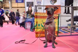 Crufts 2016