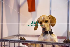 Crufts 2016