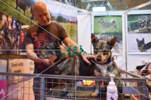 Crufts 2016