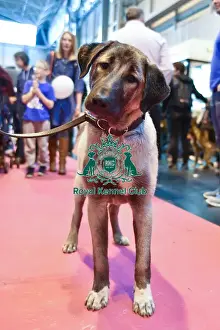 Crufts 2016