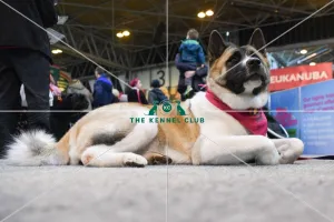 Crufts 2016