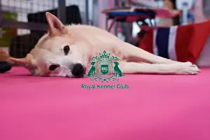 Crufts 2016