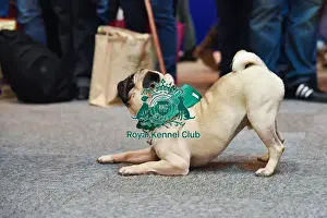 Crufts 2016
