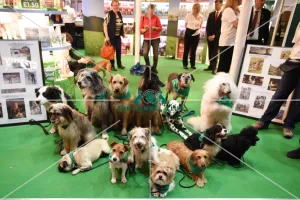 Crufts 2016