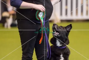 Obedience Winners 2016