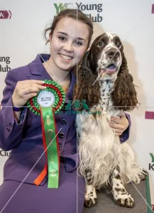 Spaniel (English Springer)
