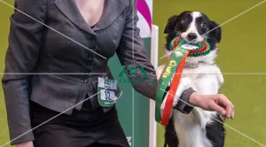 Obedience Winners 2016