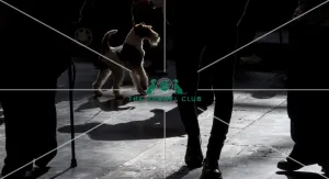 Airedale Terrier
