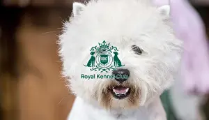 Crufts 2016