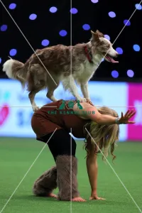 Winner of Heelwork to Music competition