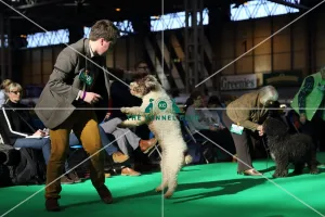 Crufts 2016