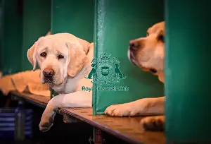 Crufts 2016