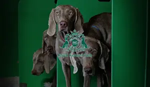 Crufts 2016