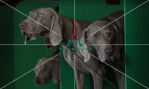 Crufts 2016 Gundog day