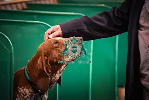 Crufts 2016