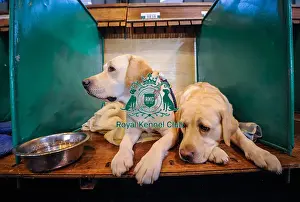 Crufts 2016