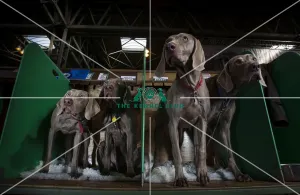 Crufts 2016