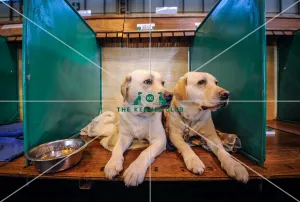 Crufts 2016