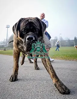 Crufts 2016