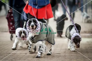 Spaniel (English Springer)
