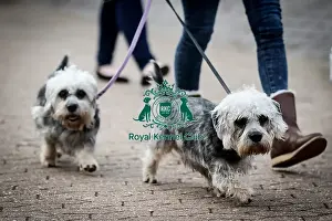 Crufts 2016
