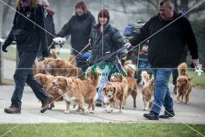 Crufts 2016