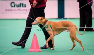 Crufts 2016