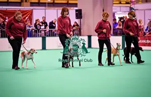 Crufts 2016 Prints: Crufts 2016