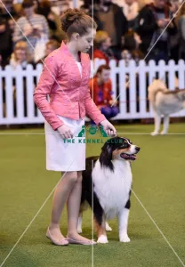 Australian Shepherd