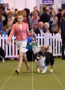 Australian Shepherd