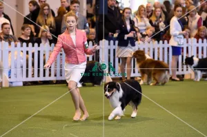 Australian Shepherd