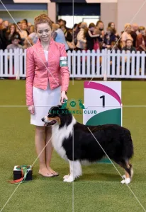 Australian Shepherd