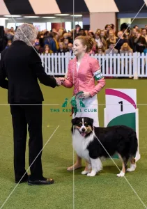 Australian Shepherd