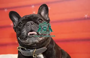 Crufts 2016