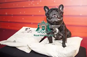 Crufts 2016