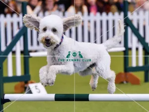 Crufts 2016 Crufts 2016