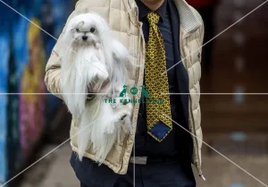 Crufts 2016