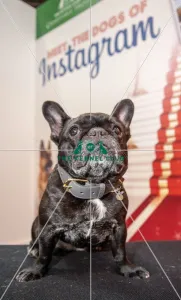 Crufts 2016