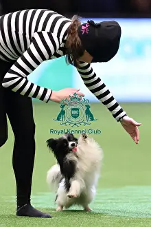 Crufts 2016
