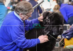 Crufts 2016